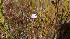 Agalinis skinneriana