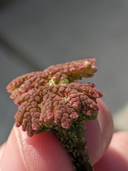 Azolla microphylla