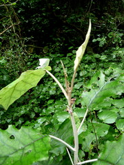 Brachyglottis repanda