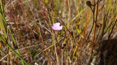 Agalinis skinneriana