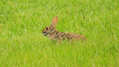 Sylvilagus aquaticus