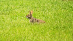 Sylvilagus aquaticus