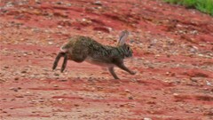 Sylvilagus aquaticus