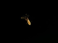 Photinus scintillans