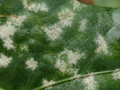 Erysiphe alphitoides