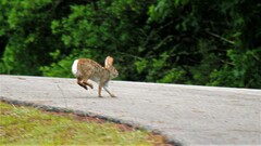 Sylvilagus aquaticus