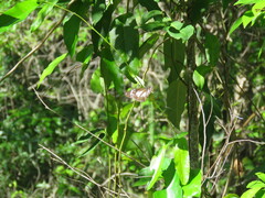 Danaus affinis
