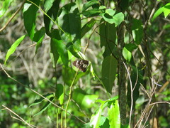 Danaus affinis
