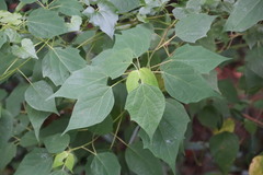 Mallotus apelta