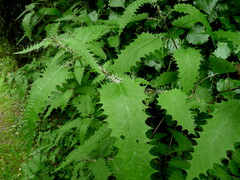 Urtica ferox