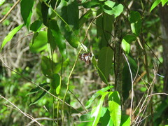 Danaus affinis