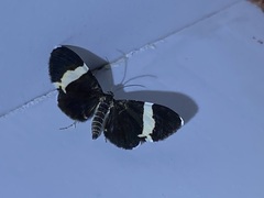 Trichodezia albovittata