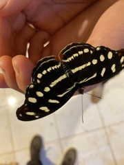 Catonephele acontius