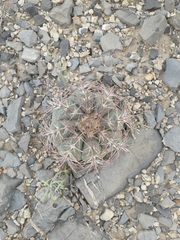 Echinocactus horizonthalonius