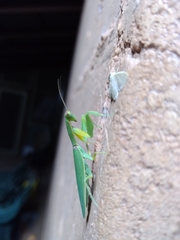 Orthodera ministralis