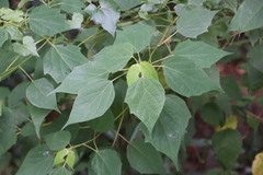Mallotus apelta
