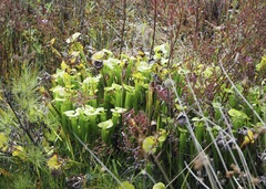 Sarracenia flava