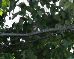 Pheucticus ludovicianus