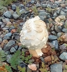 Agaricus deserticola