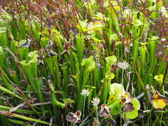 Sarracenia flava