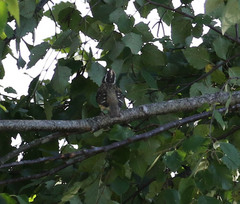 Pheucticus ludovicianus