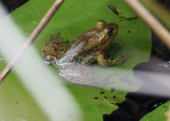 Lithobates grylio