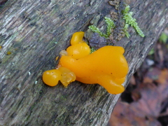 Dacrymyces chrysospermus