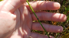 Equisetum