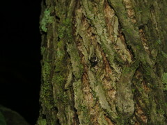 Euryopis funebris