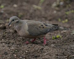 Zenaida auriculata