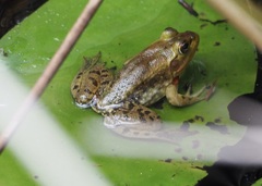 Lithobates grylio