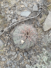 Echinocactus horizonthalonius