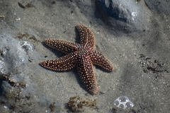 Asterias forbesi