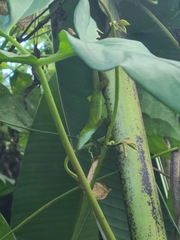 Anolis evermanni
