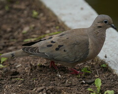 Zenaida auriculata