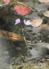 Utricularia purpurea