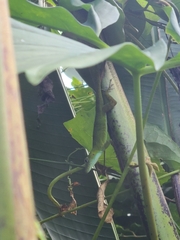 Anolis evermanni