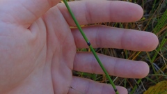 Equisetum