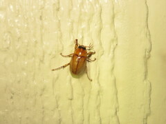 Cyclocephala borealis