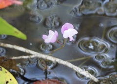 Utricularia purpurea