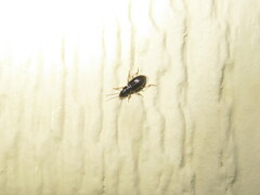 Stenolophus ochropezus