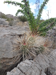 Echinocereus stramineus