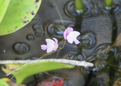Utricularia purpurea