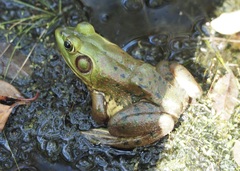 Lithobates grylio