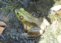 Lithobates grylio