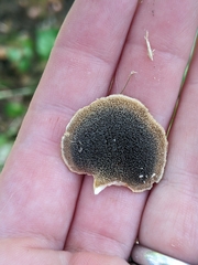 Mycorrhaphium adustum