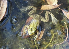 Lithobates grylio