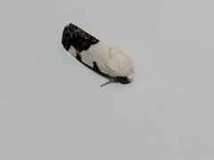 Tarache tetragona