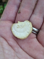 Mycorrhaphium adustum