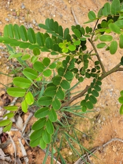 Cassia javanica